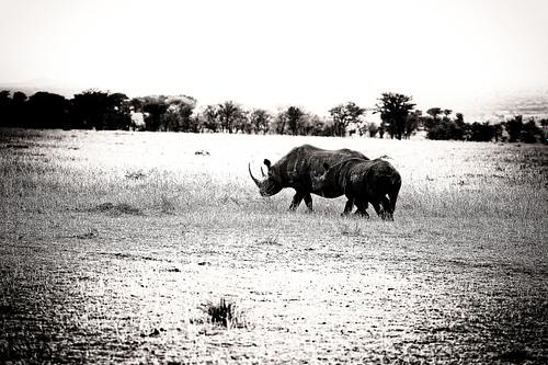 Rhinocéros en Tanzanie
