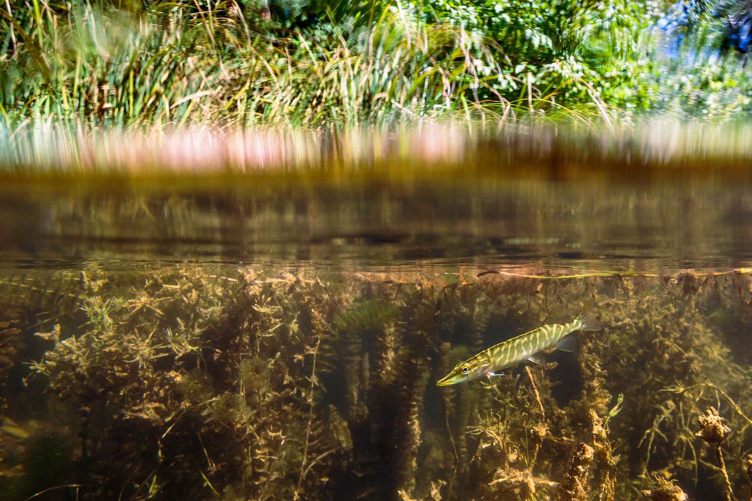 Esox lucius - Northern pike