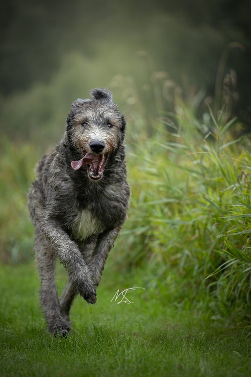 Actiefoto Ierse Wolfshond rent richting camera in Jagersplas Zaandam