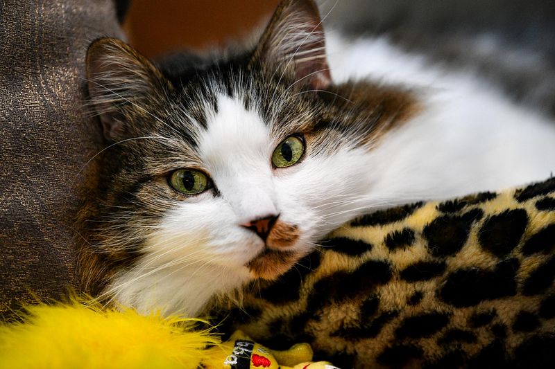 Charlie and The Aspin Family