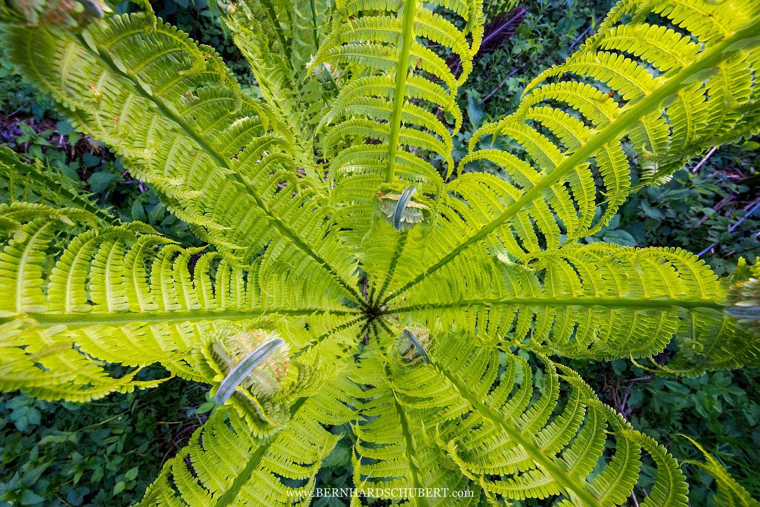Matteuccia struthiopteris – Straußenfarn