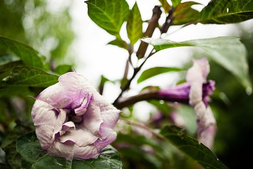 Somatic/Polyvagal work