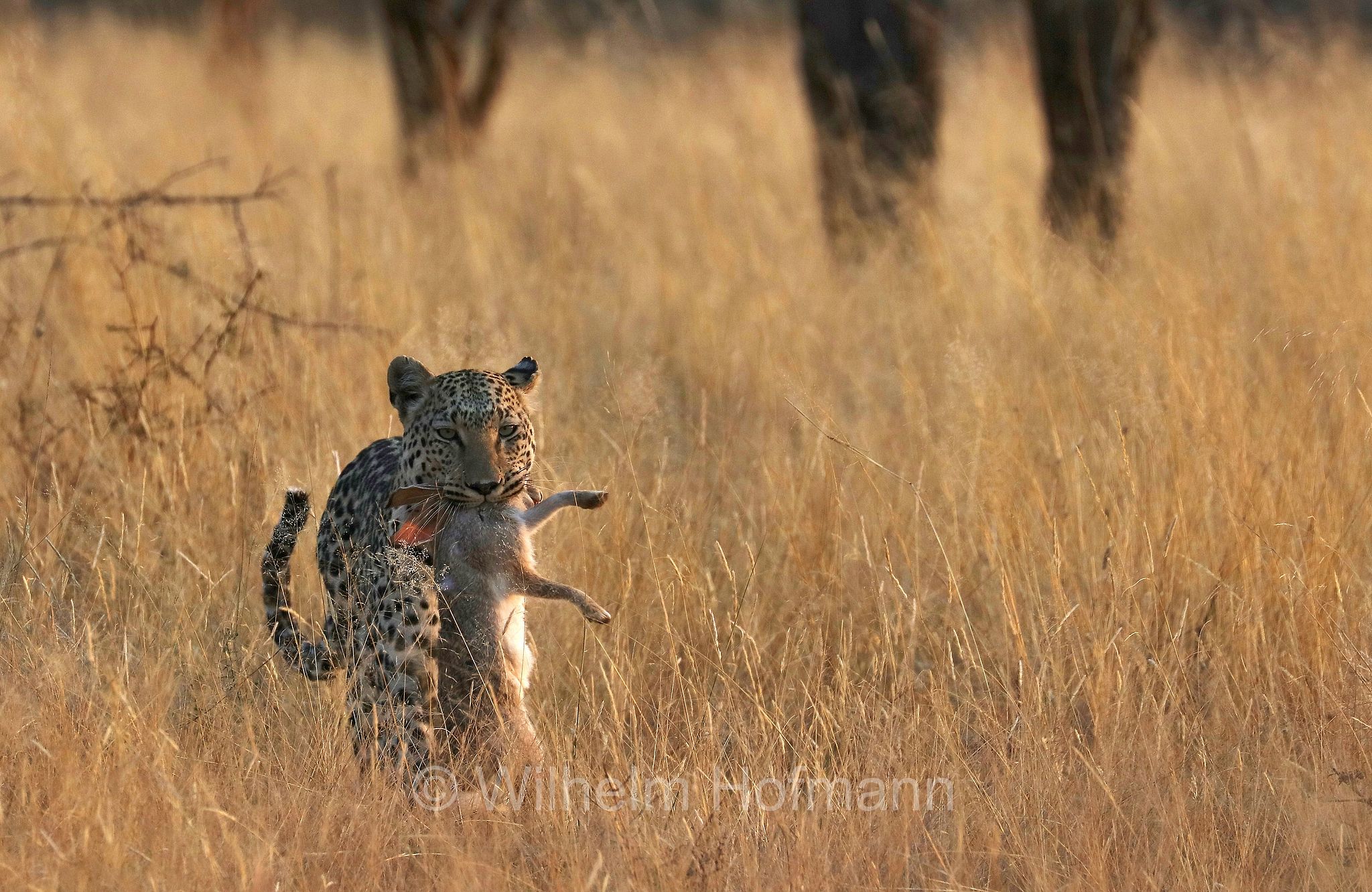 Leopard, leopardo, Panter, Panther, Panthera pardus, cape hare, Kaphase, lepre del Capo, Lepus capensis, Moremi Game Reserve, Etosha-Nationalpark, Etosha National Park, parco nazionale d'Etosha, Namibia