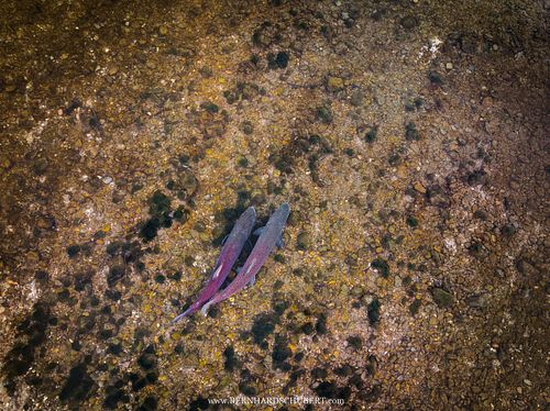 Hucho hucho - Huchen Donaulachs