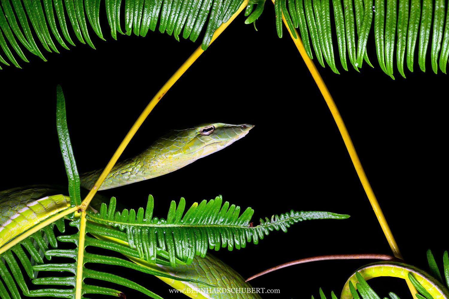 Ahaetulla prasina - Asian vine snake