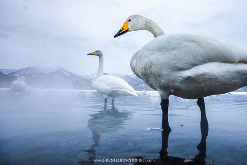 Cygnus cygnus - Whooper swan
