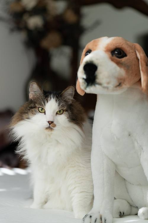 CATS