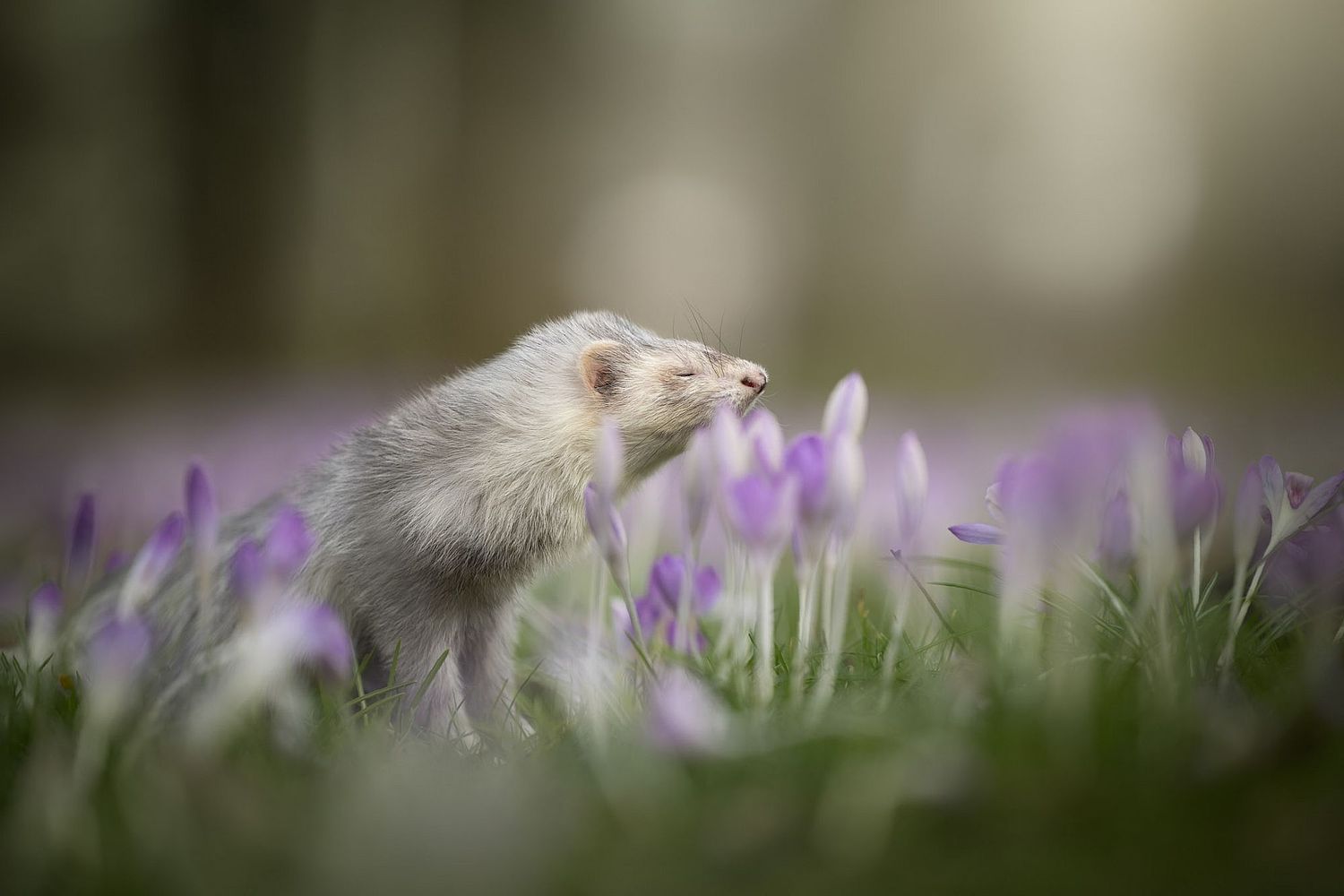 NLS Dierenfotografie