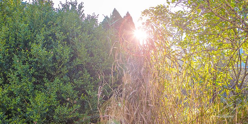 Studioets opetider veke 50