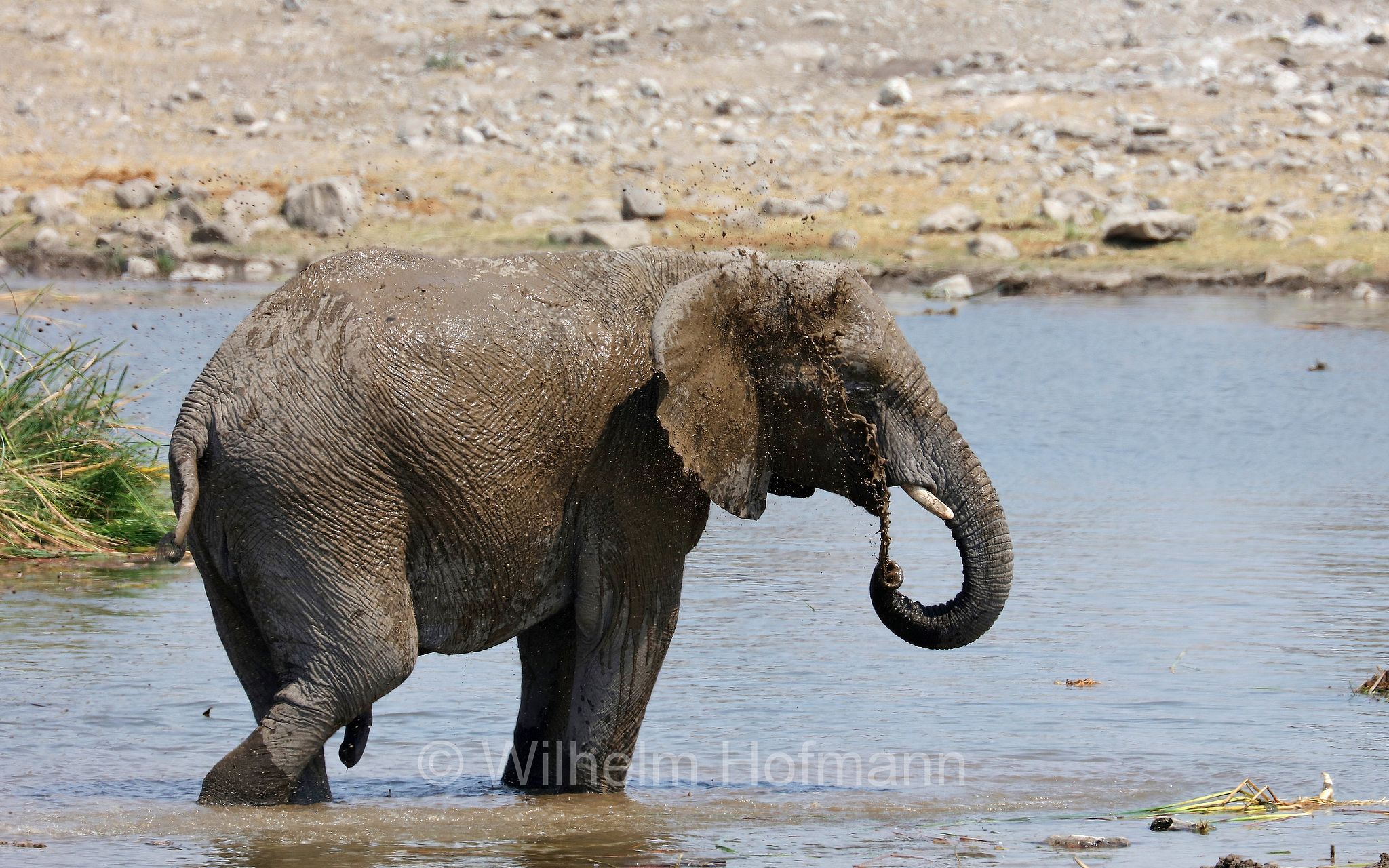 African bush elephant, African savanna elephant, Afrikanischer Elefant, Afrikanischer Buschelefant, Afrikanischer Savannenelefant, Afrikanischer Steppenelefant, elefanto africano, elefanto africano di savana, Etosha-Nationalpark, Etosha National Park, parco nazionale d'Etosha, Namibia