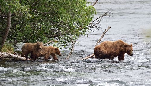 Best place for bear photography workshop & tour in the US.  Located in Katmai National Park, Brooks Camp, Brooks Falls, & Kodiak, Alaska, United States.