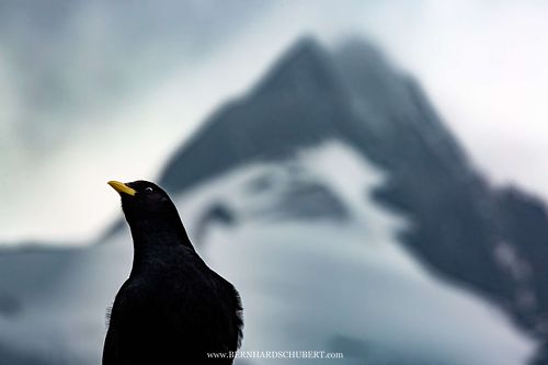 Pyrrhocorax graculus - Alpine Chough