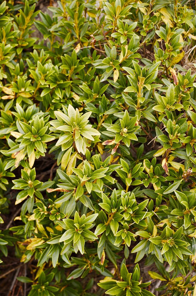 The Plants of Valais