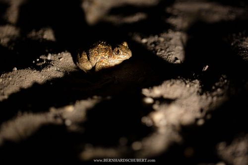 Pelobates fuscus - Knoblauchkröte