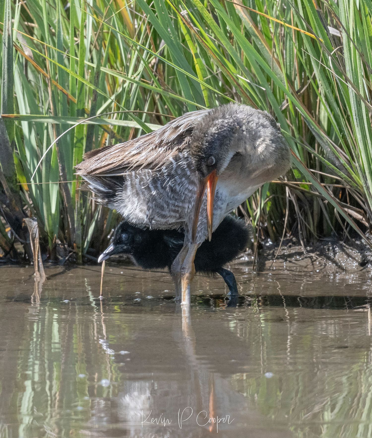 WATER FOWL | KevinCooperNature&WildlifePhotography