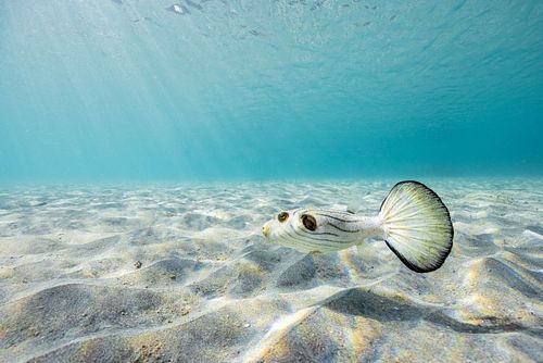 Arothron manilensis – Manila-Kugelfisch