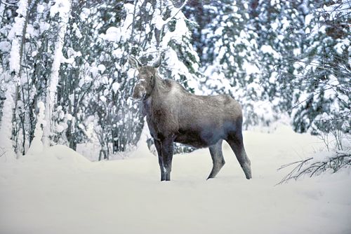 moose, alaska