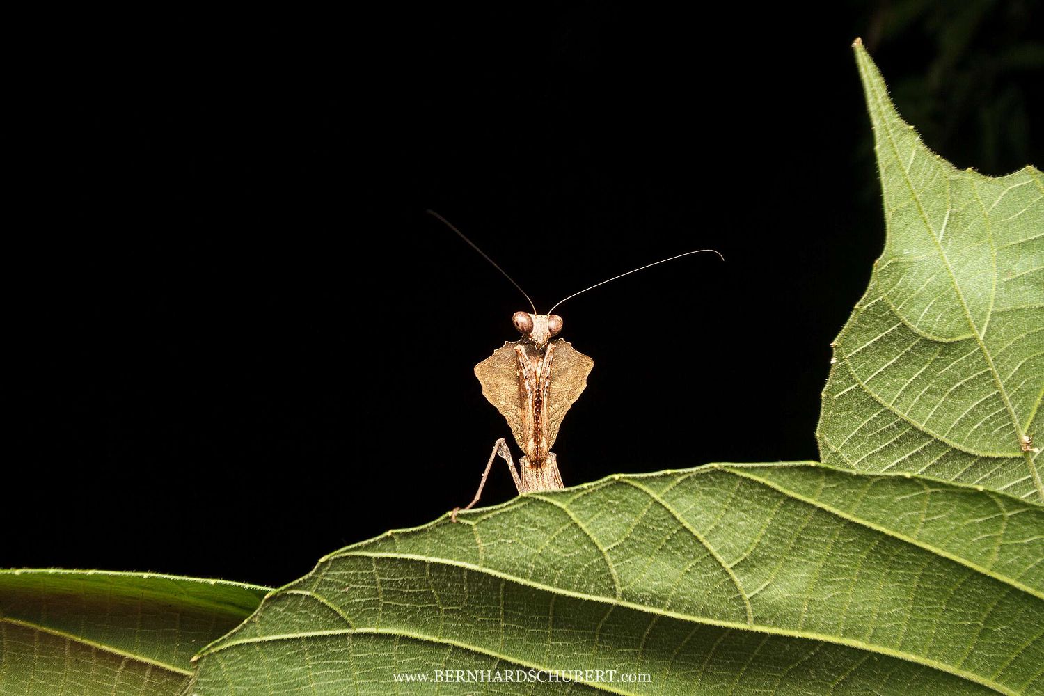 Deroplatys sp. – Totes Blatt Gottesanbeterin