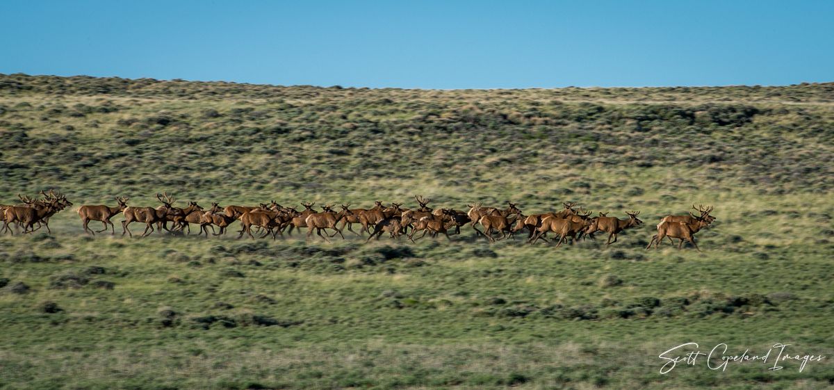 Running of the Bulls