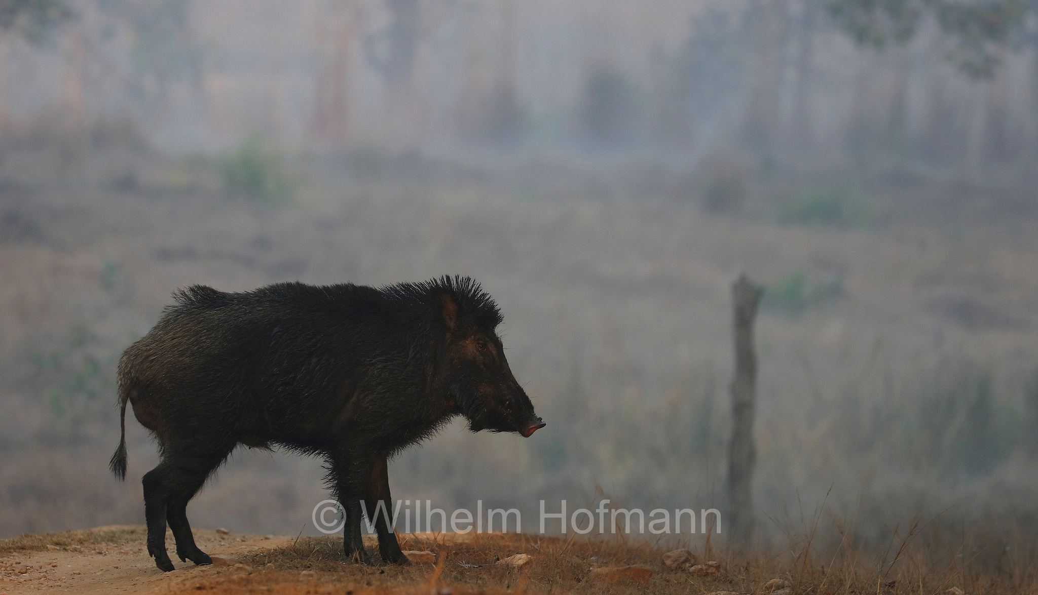 Indian boar, Moupin pig, Indisches Wildschwein, cinghiale indiano, Sus scrofa cristatus, Kanha National Park, Kanha-Nationalpark, parco nazionale di Kanha, Madhya Pradesh, India, Indien