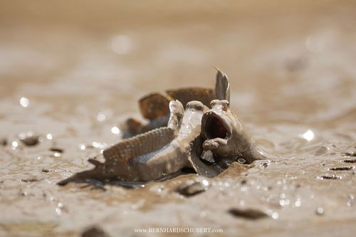 Boleophthalmus pectinirostris - Blue spotted mudskipper