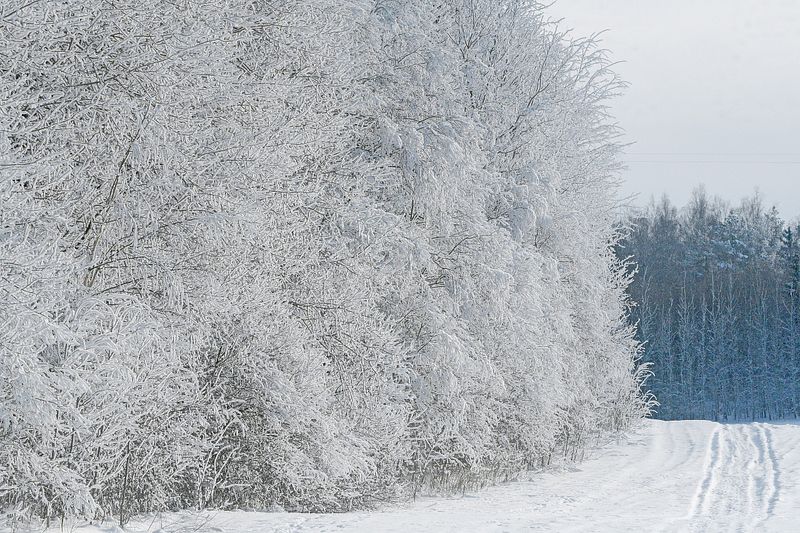 Saabunud külmad võivad külmakraadi langetada 30ni.