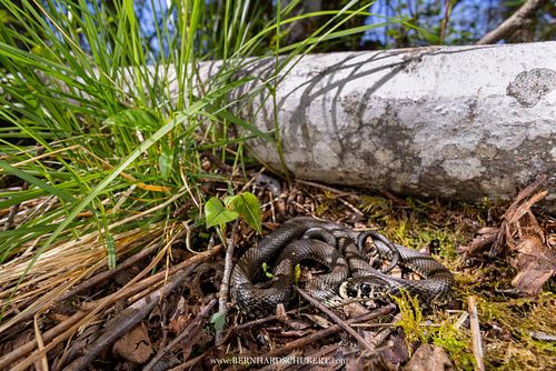 Natrix natrix - Grass snake