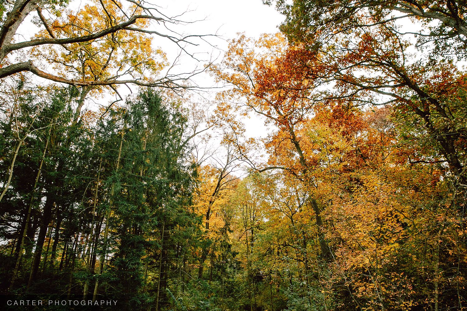 The Celebration Farm