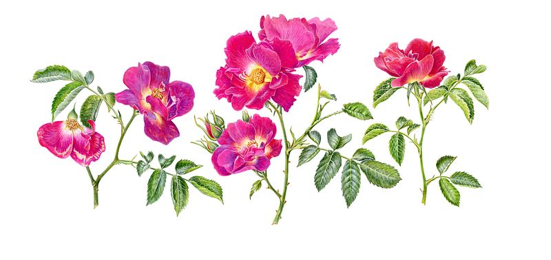 Rosa 'Weg Der Sinne' Fine Art Print