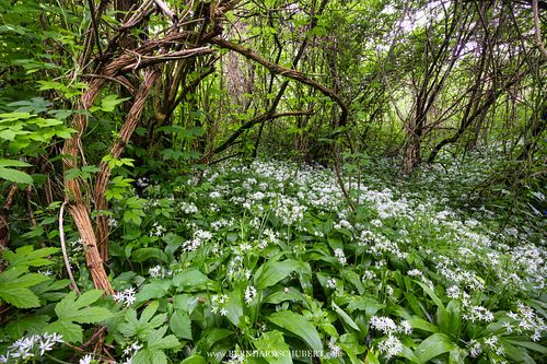 Allium ursinum - Wild garlic