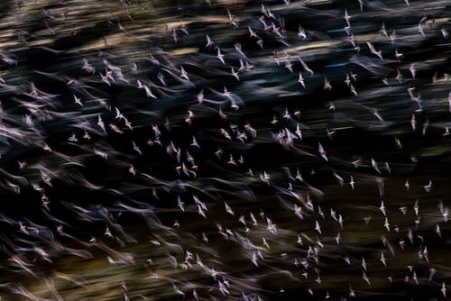 Schwärmende Fledermäuse