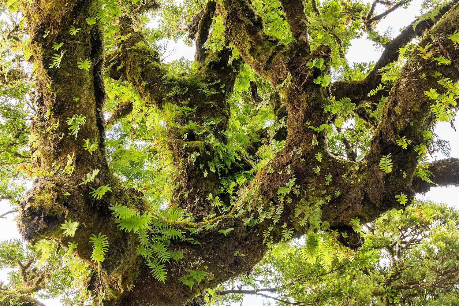 Polypodium macaronesicum – Kanarischer Tüpfelfarn
