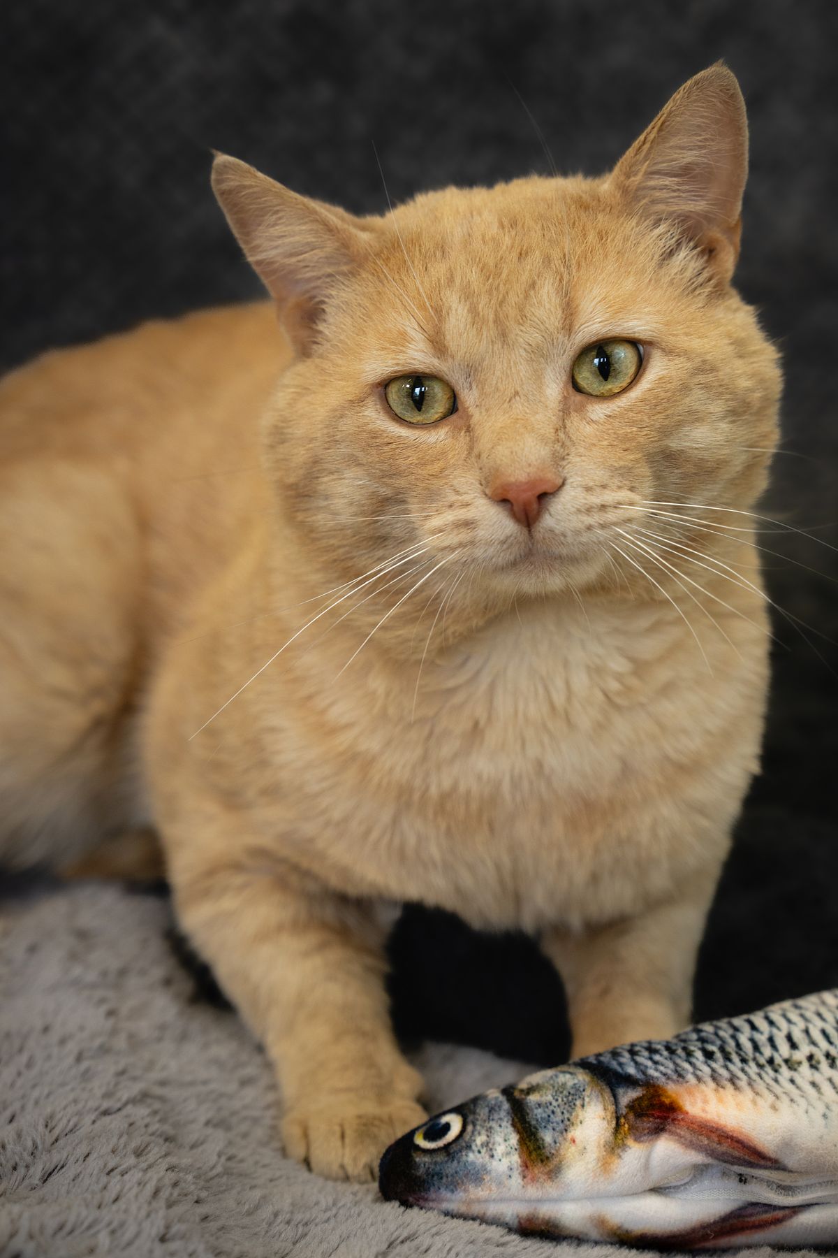 Cat sitting with a toy fish while getting its portrait taken.