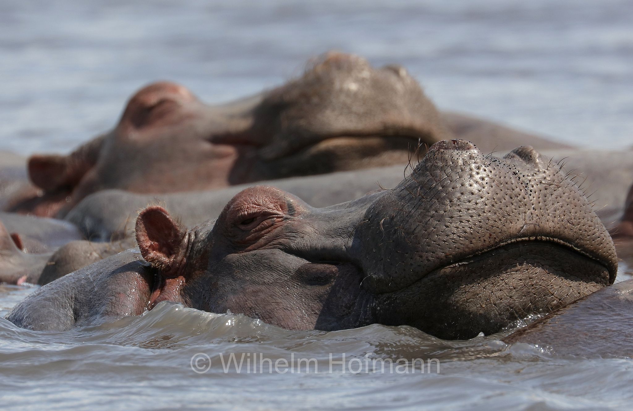 hippopotamus, hippopotamus amphibius, hippo, common hippopotamus, Nile hippopotamus, river hippopotamus, Nilpferd, Flusspferd, ippopotamo, area di conservazione di Ngorongoro, Ngorongoro Conservation Area, Ngorongoro Krater, Tanzania, Tansania