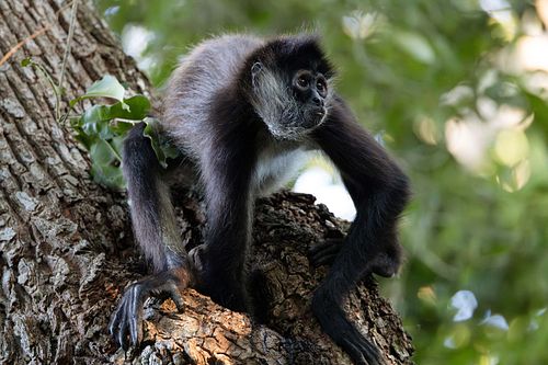 Ateles geoffroyi - Geoffroy's spider monkey