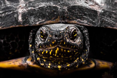Emys orbicularis – Europäische Sumpfschildkröte