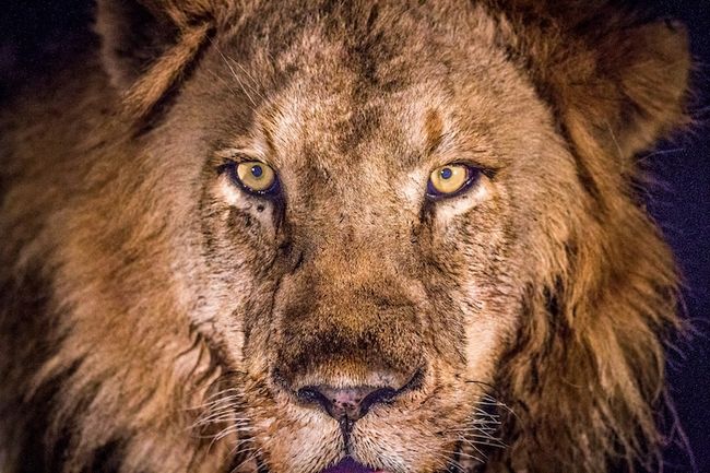 Photographie animalière ciblée