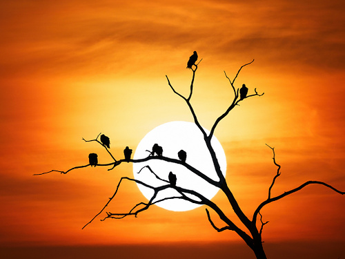 The Patience of Buzzards