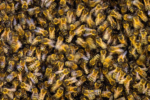 Apis mellifera – Westliche Honigbiene