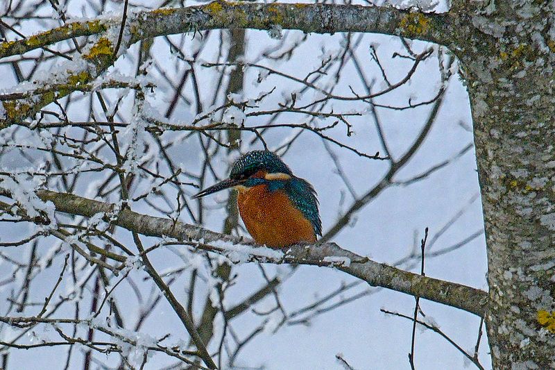 Märgatud Jäälind oksal hoolimata kargest ilmast.