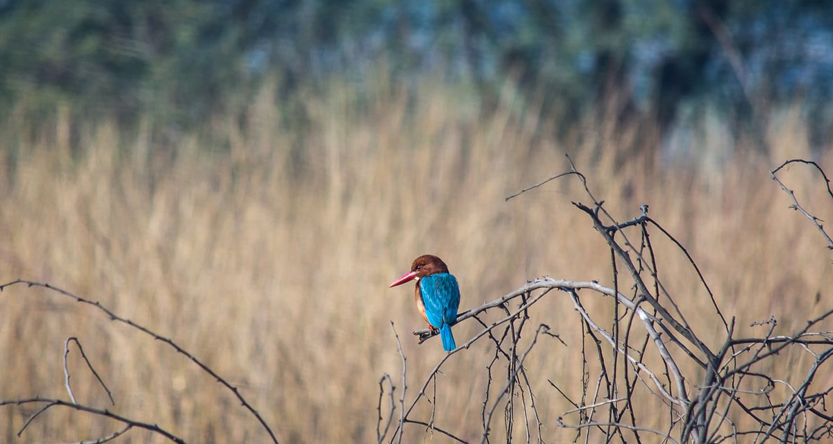 Bird, bird photography, forest jungle, macro,