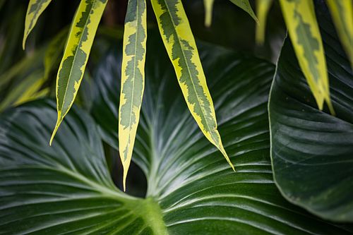 Tropenpflanze auf dem Oeschberg