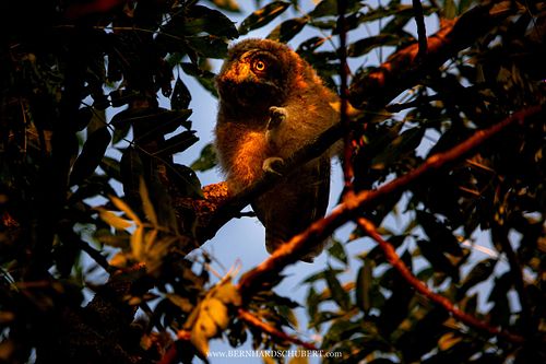 Asio otus - Waldohreule