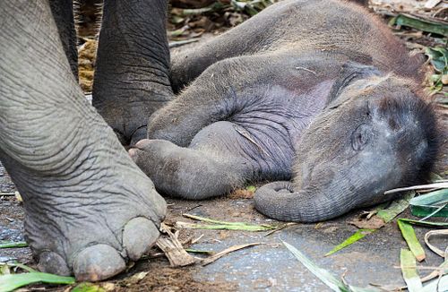 Baby Elephant at Elephantstay. City of Ayutthaya, Thailand.
