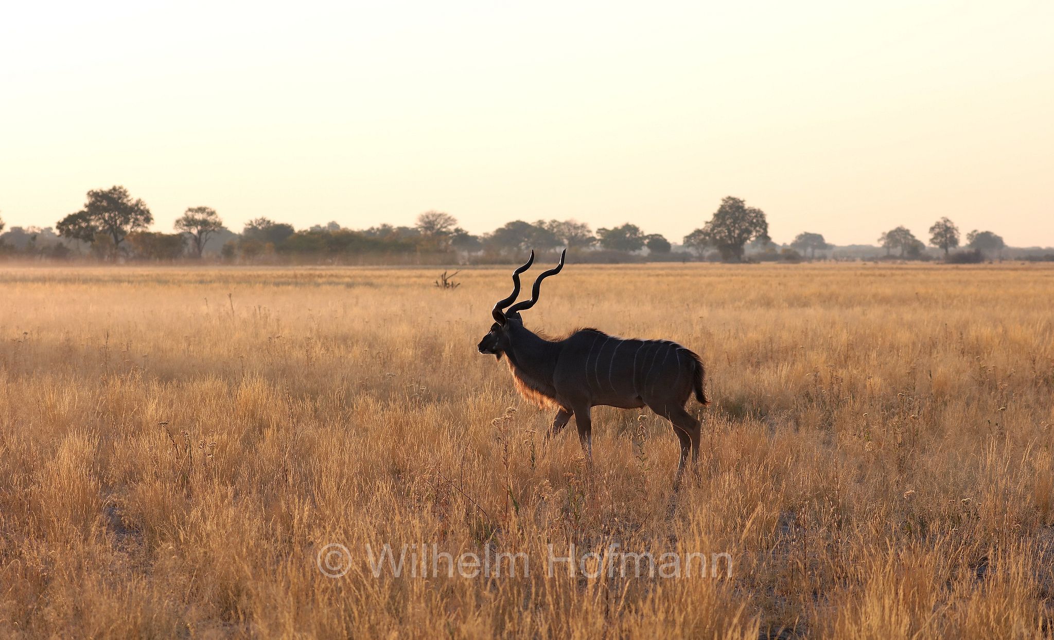 greater kudu, Zambezi kudu, Sambesi-Großkudu, cudù maggiore, kudu maggiore, ﻿﻿Strepsiceros zambesiensis, Moremi Game Reserve, Moremi-Wildreservat, Okavango Delta, Okavango Grassland, Botswana, Republik Botsuana