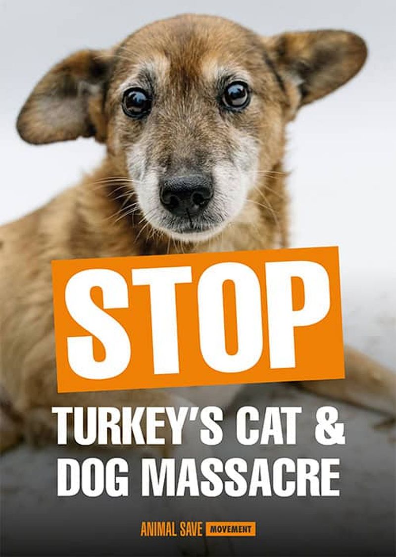 From Beloved to Buried: Turkey’s Stray Animal Tragedy Revealed