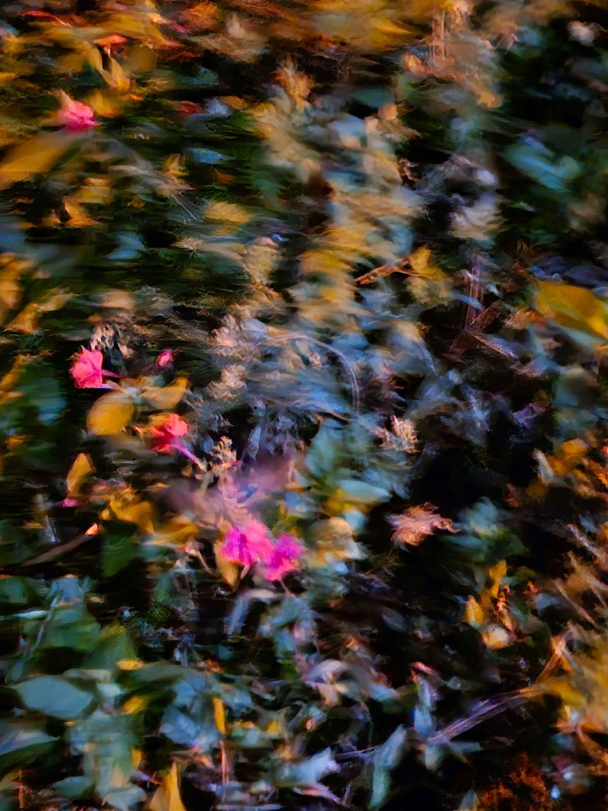 blurry four o'clocks in the sunset