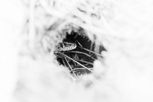 Lacerta agilis – Zauneidechse