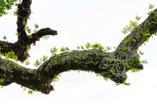 Davallia canariensis - Hare's-foot fern on laurel tree