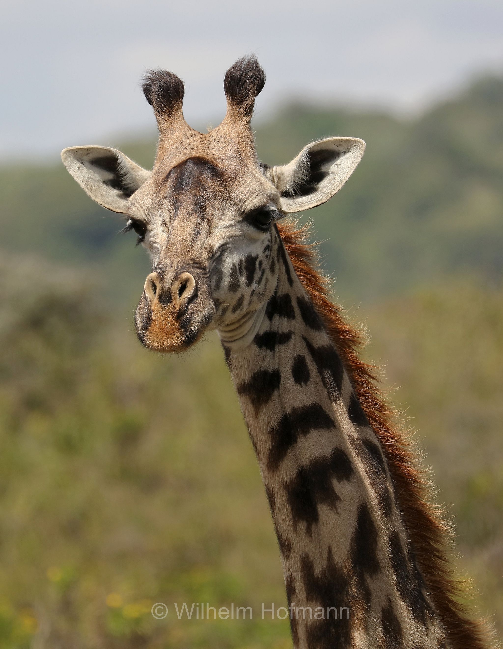 Masai giraffe, Maasai giraffe, Kilimanjaro giraffe, Massai-Giraffe, giraffa masai, giraffa Maasai, giraffa del Kilimangiaro﻿, Tansania, Tanzania, Arusha National Park, Arusha-Nationalpark, parco nazionale di Arusha